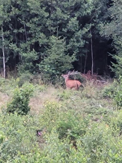 Gite Forestier Du Moulin Raon-sur-Plaine Luaran gambar